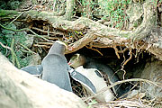 Picture 'Nz2_9_4 Penguin, Yellow-eyed Penguin, New Zealand, Otago Peninsula, Taiaroa Head'